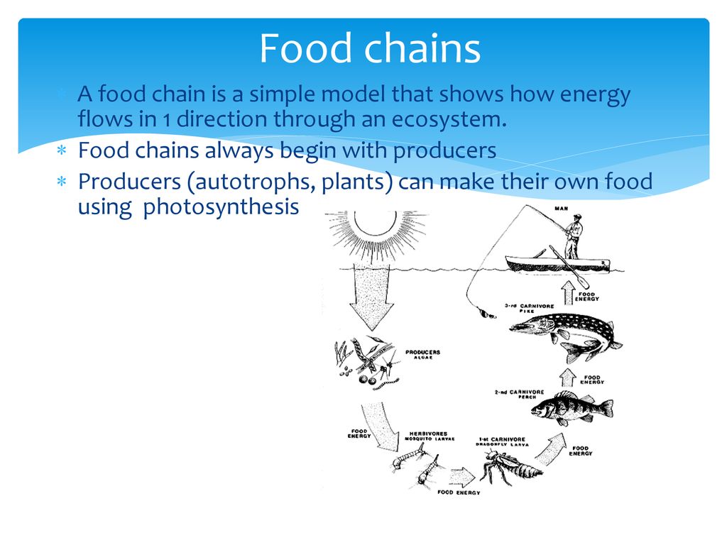 UNIT: Ecology How does energy and matter cycle through an ecosystem ... Biology Diagrams