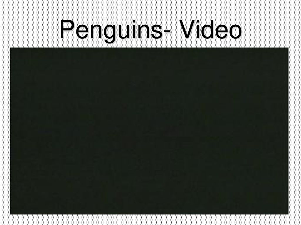 Penguins- Video