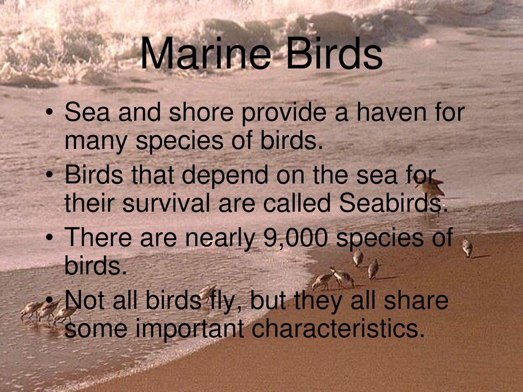 Marine Birds Sea and shore provide a haven for many species of birds.