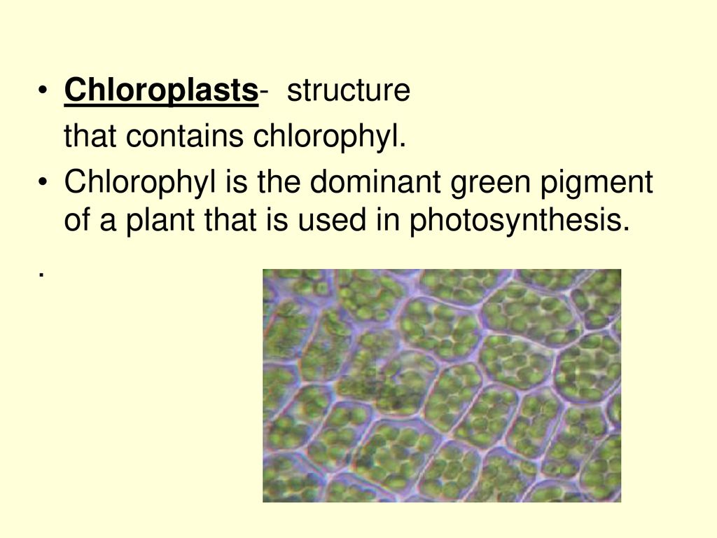 Plants. - Ppt Download