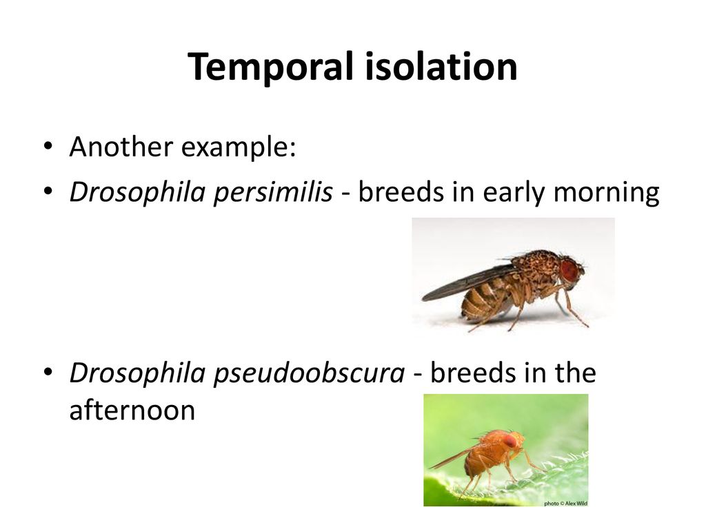 Reproductive isolating mechanisms ppt download