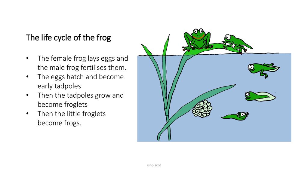 1.9.2: Life Cycles Looking after plants and animals - ppt download
