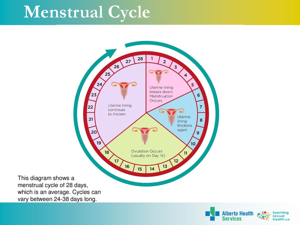 Menstrual Cycle This diagram shows a menstrual cycle of 28 days, which is an average.