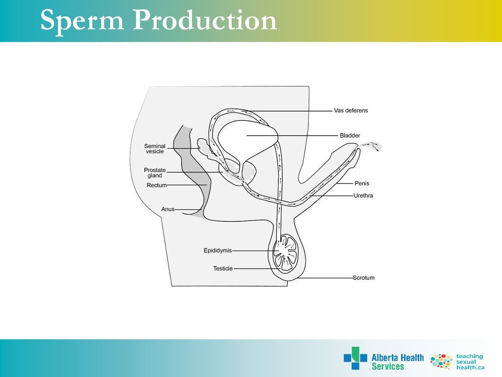 Sperm Production