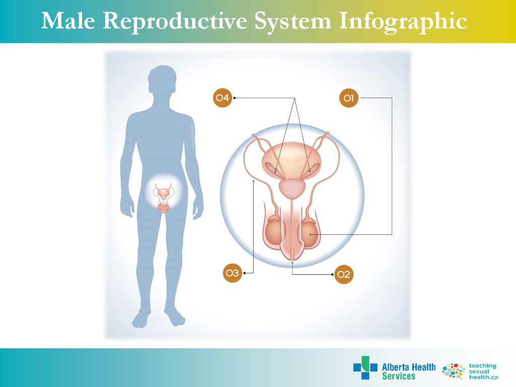 Male Reproductive System Infographic