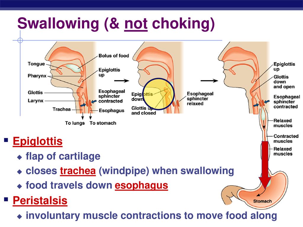 Swallowing (& not choking)