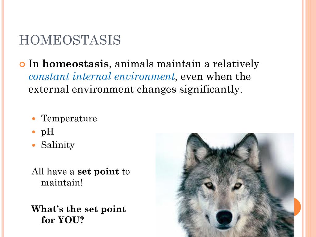 Animal form and function ppt download