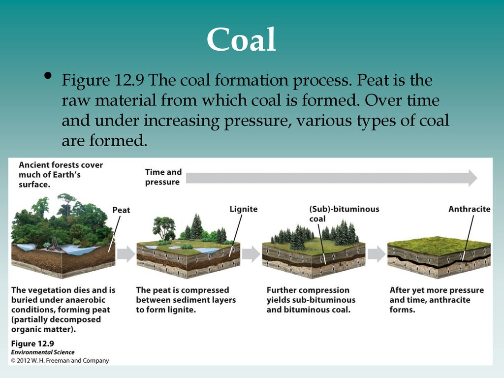 How Coal is formed. Peat formation. Peat Types. Ancient Coal.