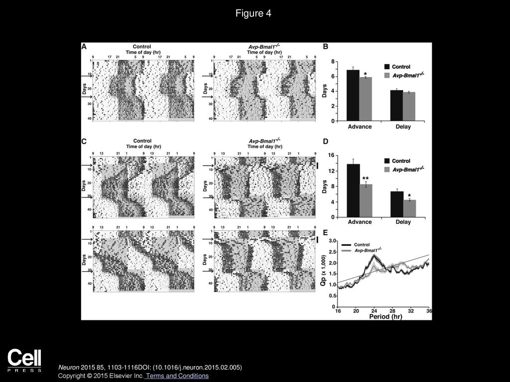 Figure 4 Avp-Bmal1−/− Mice Reentrain Faster after the Shifts of the LD Cycle Than Controls.