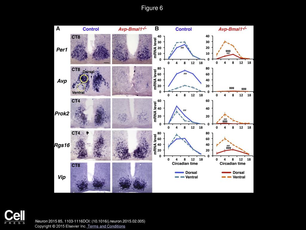 Figure 6 Circadian Gene Expression Is Attenuated in the Dorsal SCN of Avp-Bmal1−/− Mice.