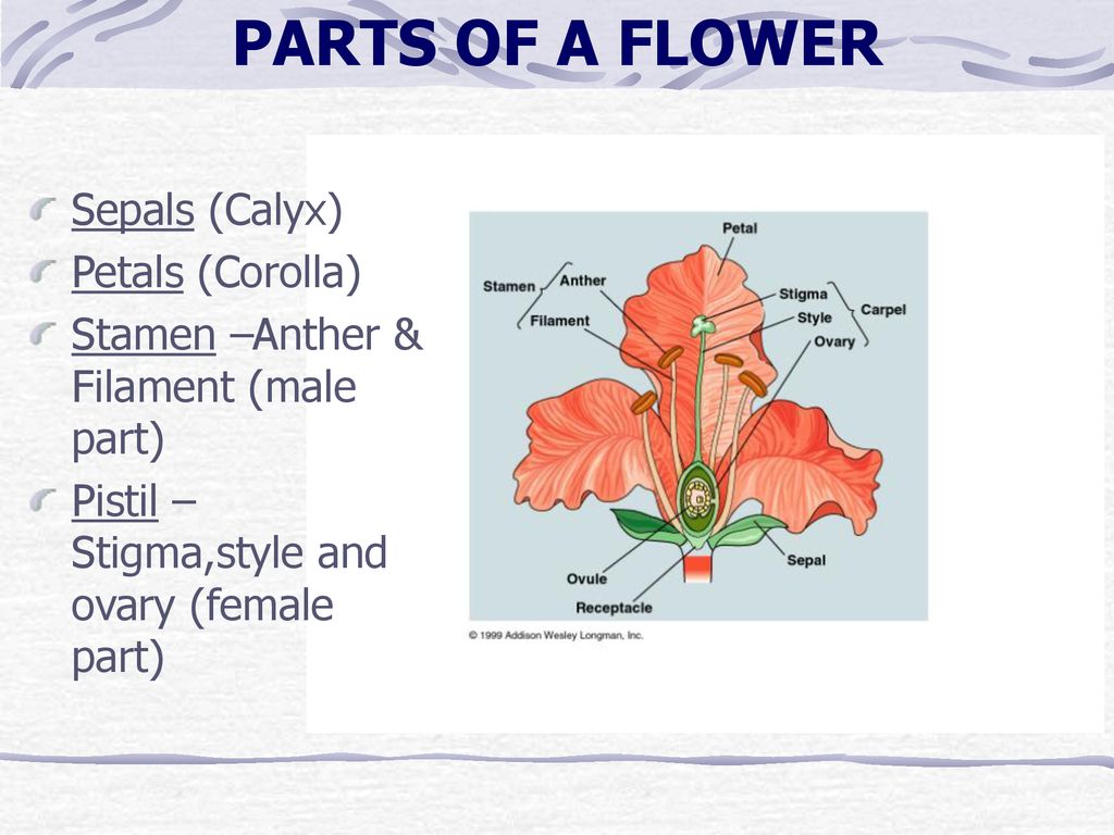 Basic Botany and Plant Physiology ppt download