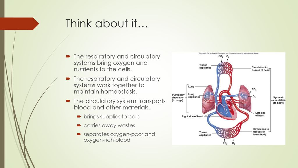 Respiratory Circulatory And Lymphatic Systems Ppt Download