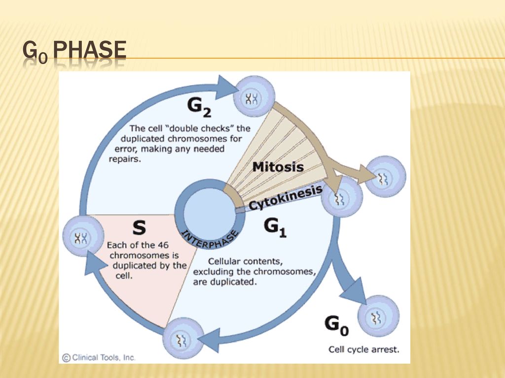 Regulating the Cell cycle Biology Diagrams