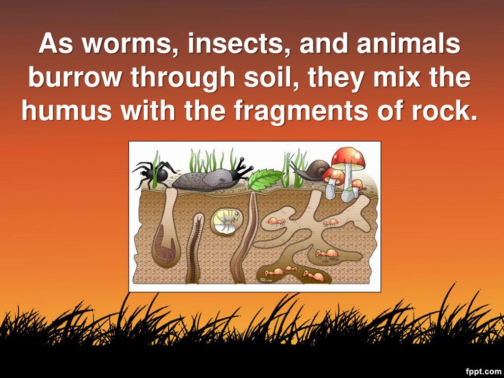 What is the composition of soil? - ppt download