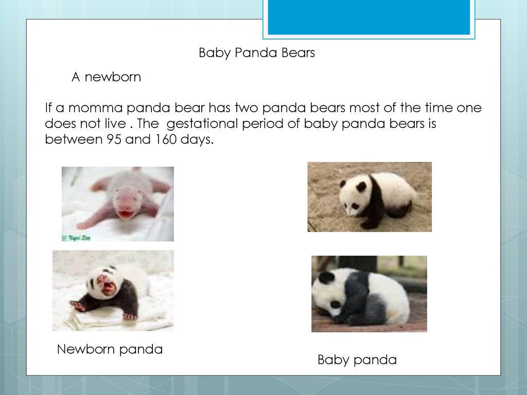 A Panda S Life Cycle By Payton Springer Ppt Download A Panda S Life Cycle By Payton Springer Ppt Download