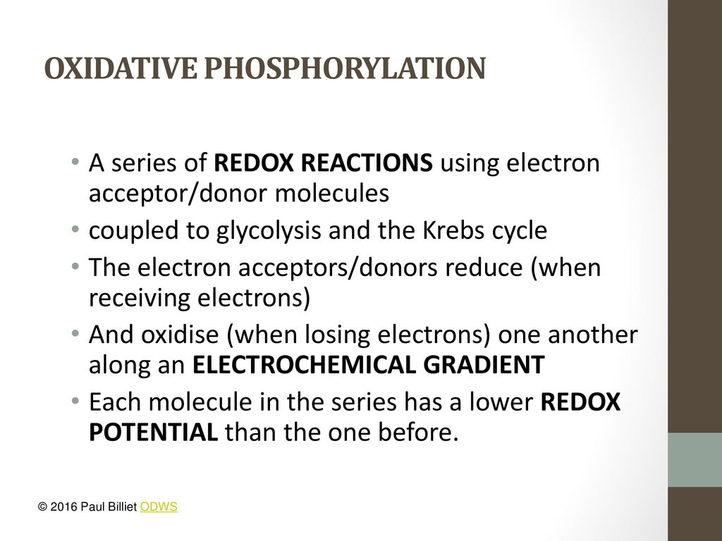 RESPIRATION & COUPLED REACTIONS - ppt download