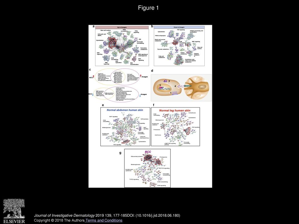 Schematic Illustration Of Mitf Its Pathway And Network A Mitf Gene