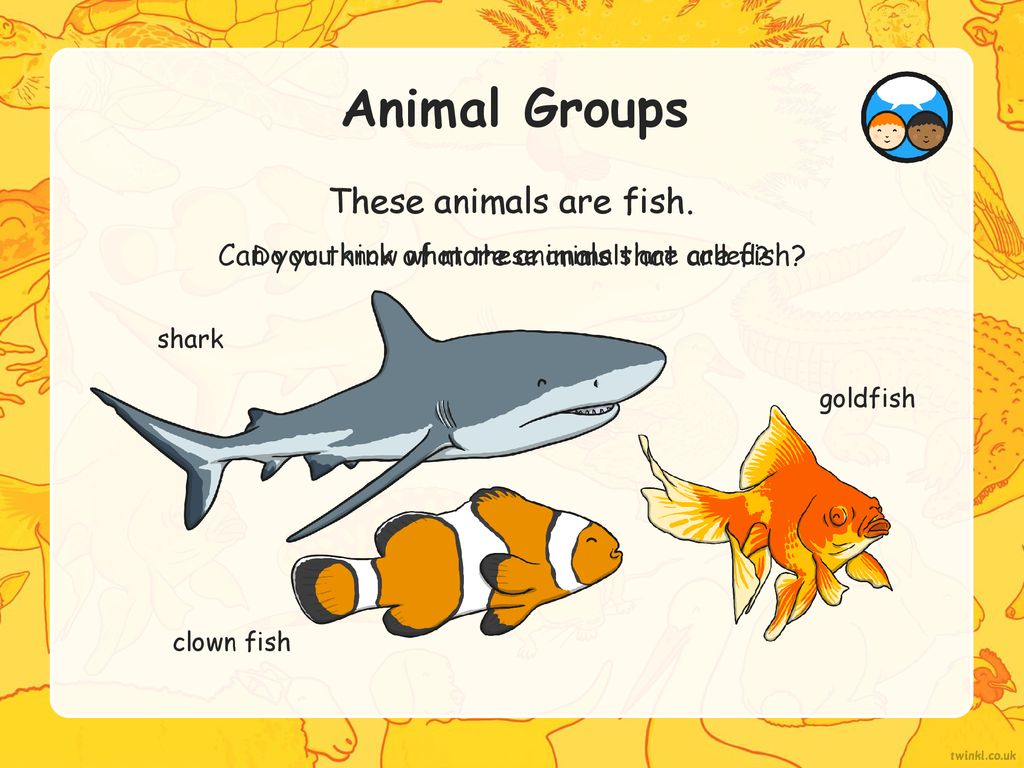 Animals Including Humans - ppt download