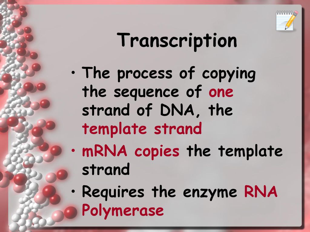 Title of notes Transcription and Translation p. 16 & ppt download