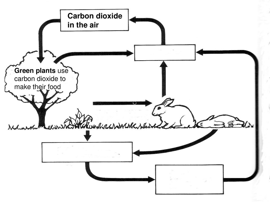Use carbon dioxide. Biology Test Photosynthesis and respiration Exercies. Carbon Cycle diagram for Science Education. Biology Photosynthesis ,respiration,Living things and Living things 5 Kingdoms definitsh. Biology Test Photosynthesis and respiration Exam.