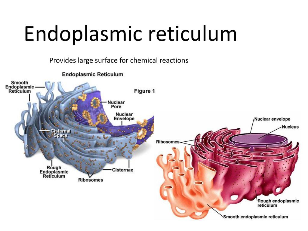 PROKARYOTES cells with no nucleus or organelles with membranes. Biology Diagrams
