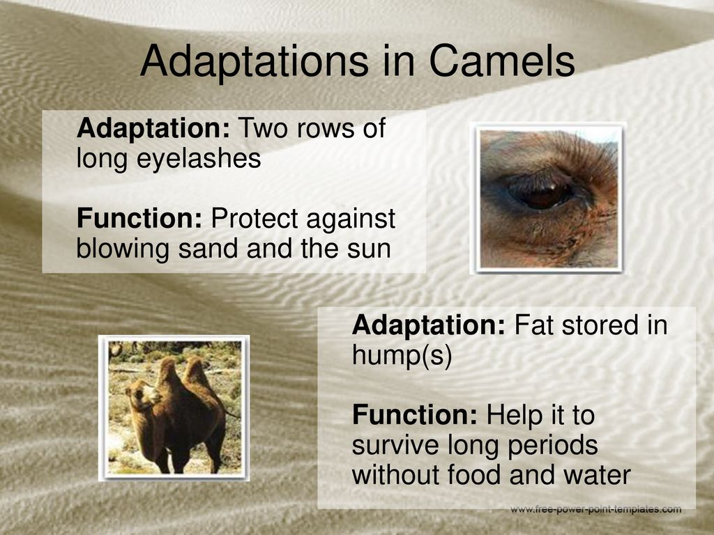 Adaptations in Camels  - ppt download