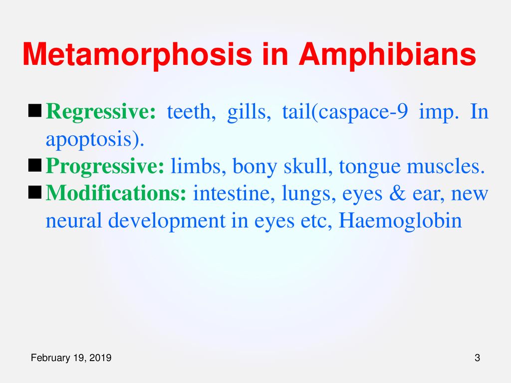 Metamorphosis in Amphibians - ppt download