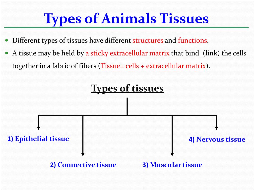 Animal Tissues. - ppt download Animal Tissues. - ppt download