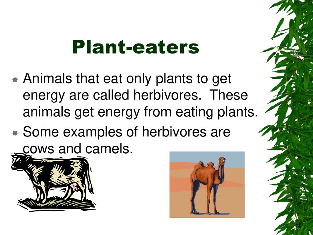 What do plants and animals do to get energy? - ppt download