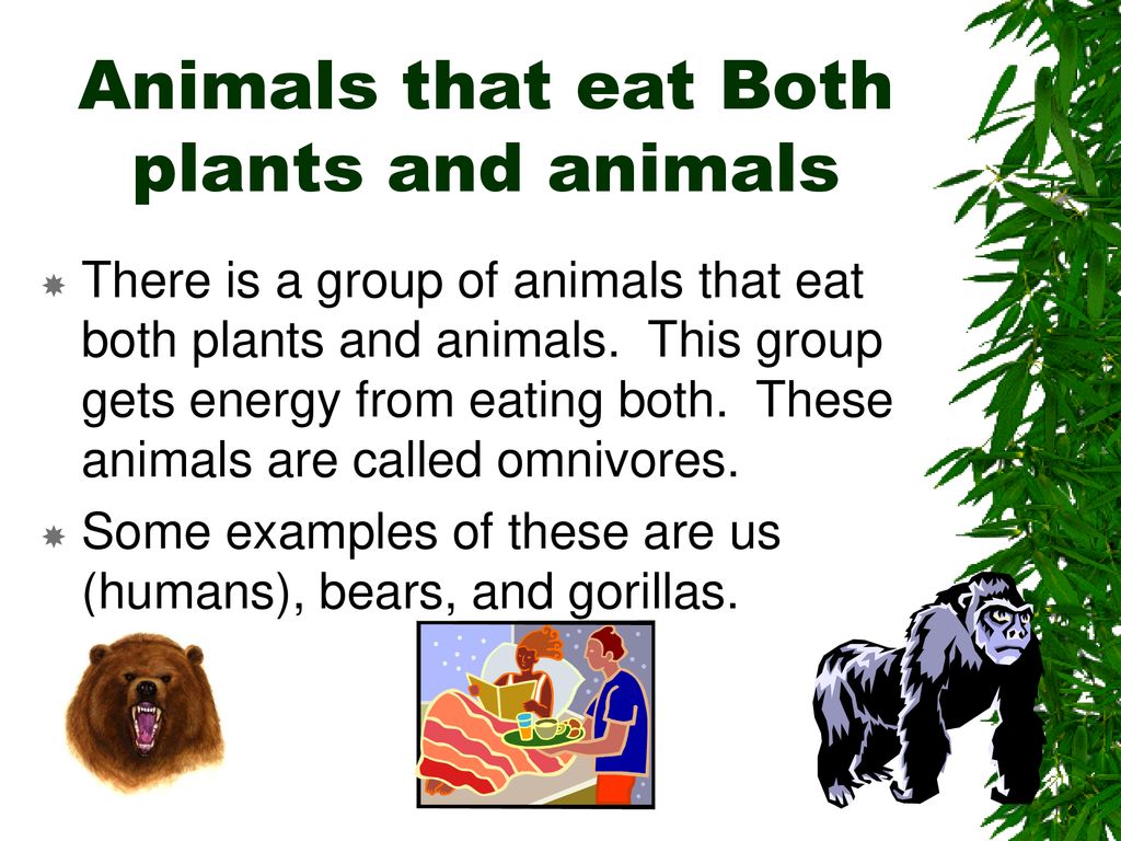 What do plants and animals do to get energy   ppt download