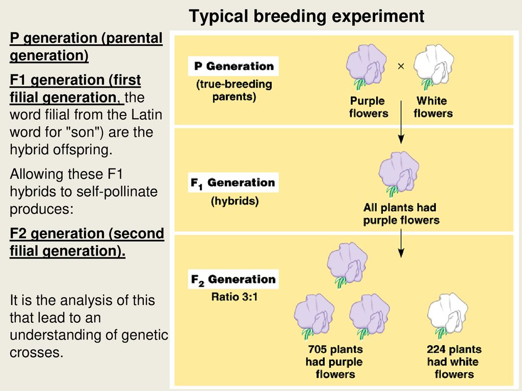 Mendelian Genetics ppt download