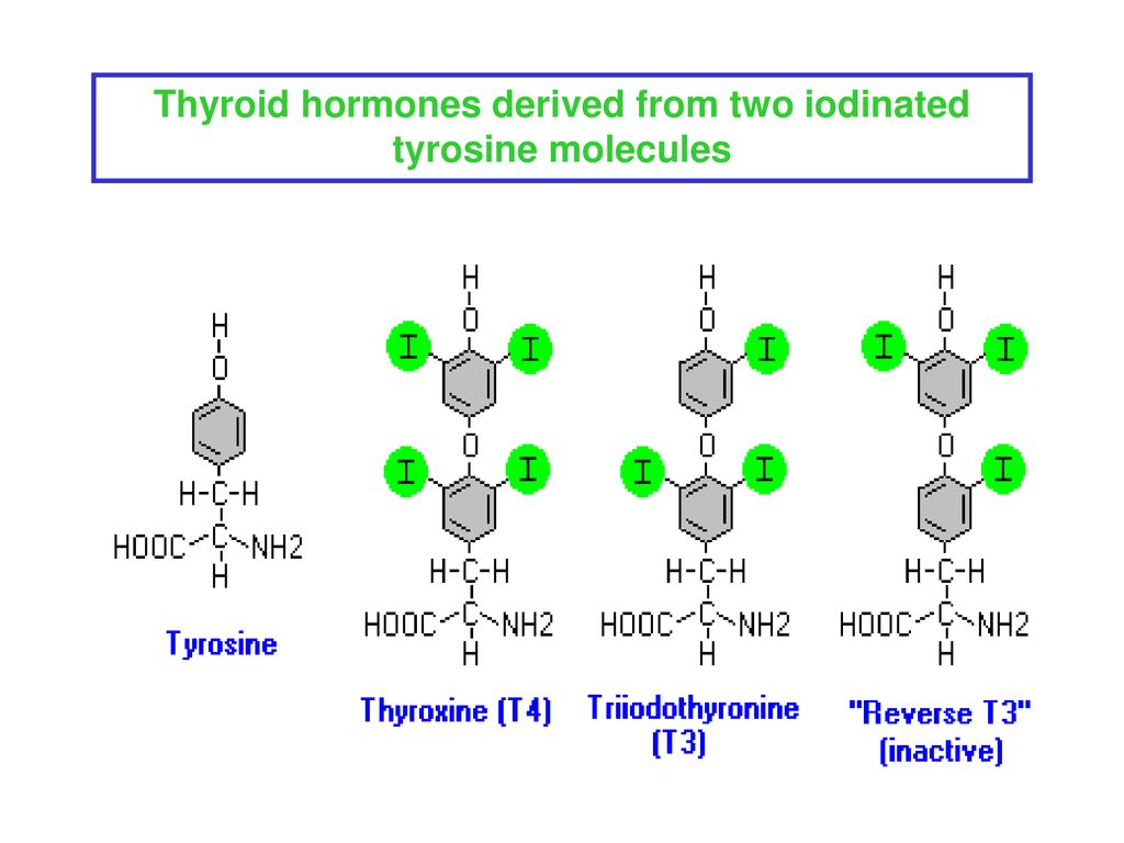 Тиреоидные гормоны фото