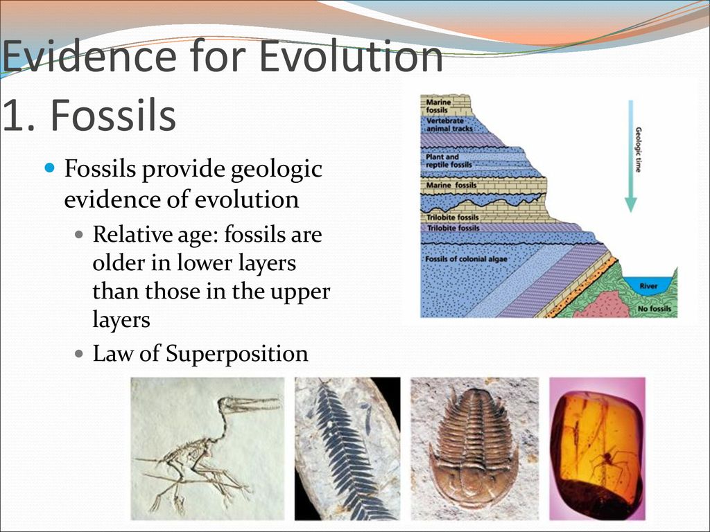 Evidence for Evolution 1. Fossils