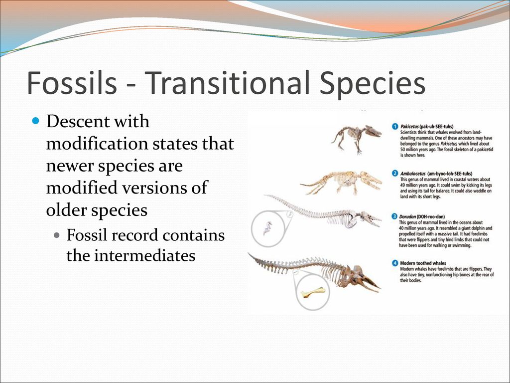 Fossils - Transitional Species