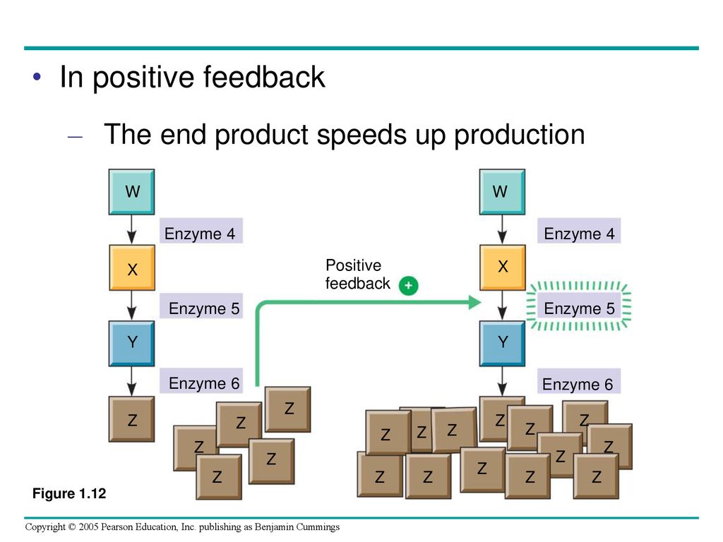 In positive feedback The end product speeds up production W Enzyme 4