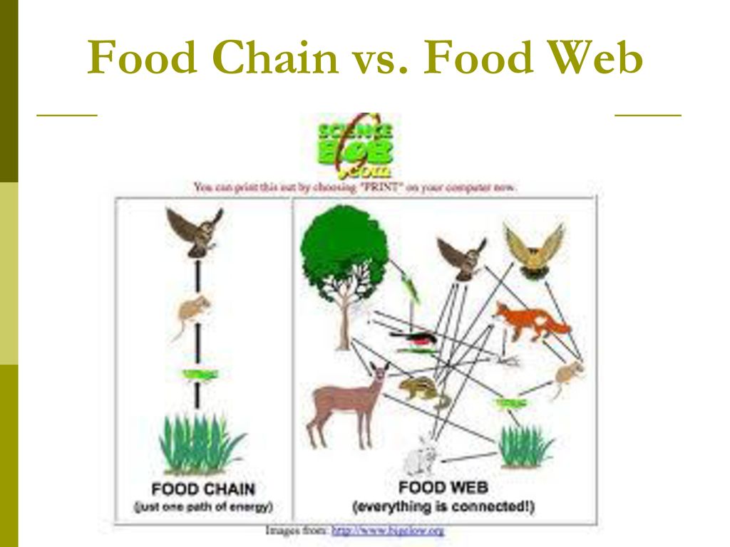 Ecology SB4 Biology Diagrams