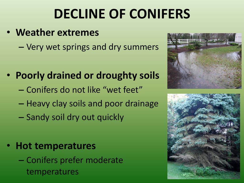 DECLINE OF CONIFERS Weather extremes Poorly drained or droughty soils