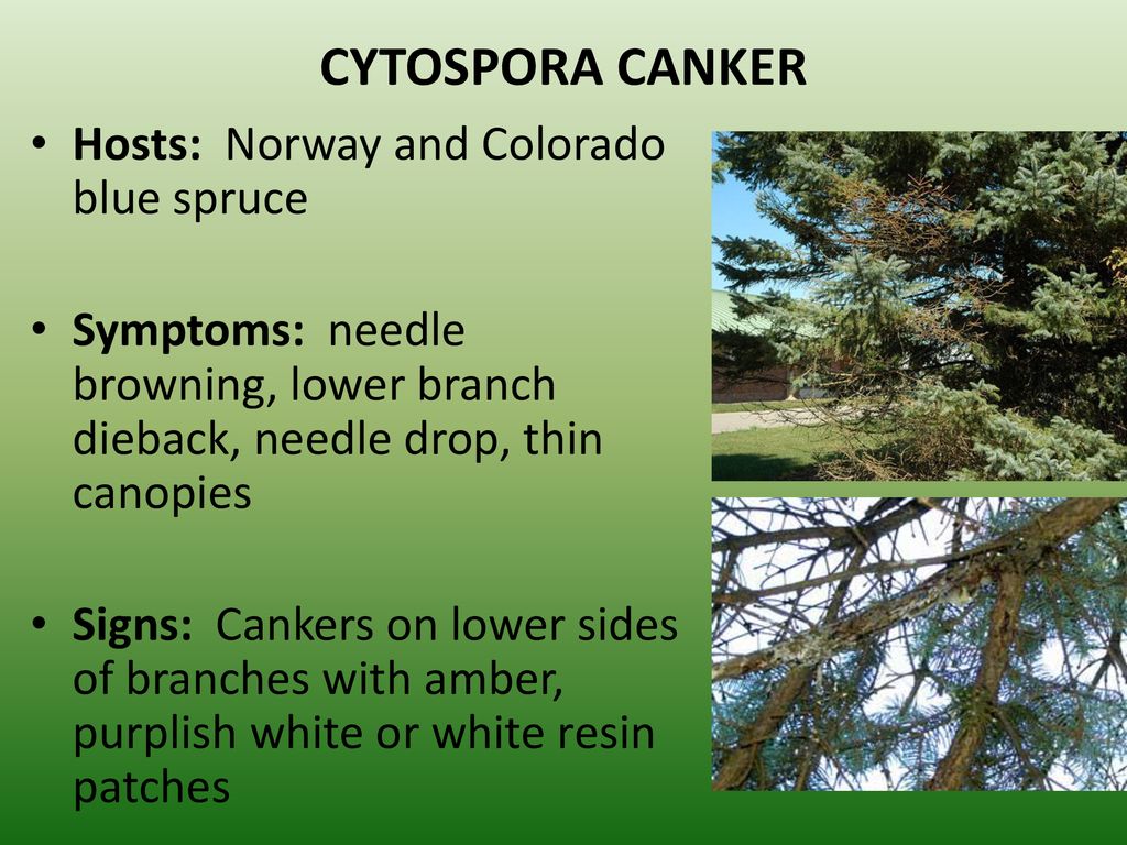 CYTOSPORA CANKER Hosts: Norway and Colorado blue spruce