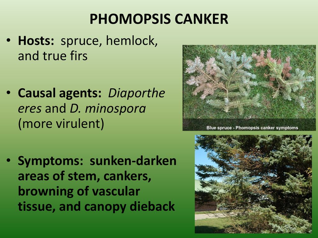 PHOMOPSIS CANKER Hosts: spruce, hemlock, and true firs