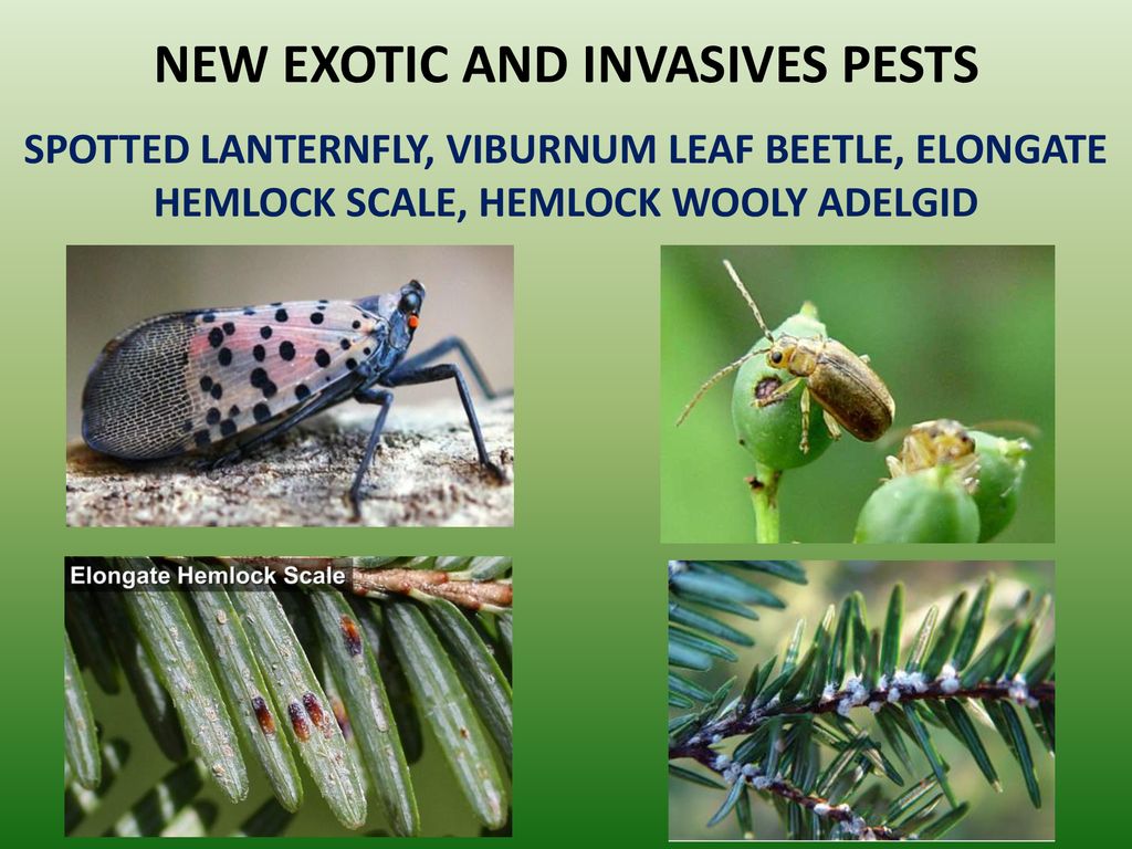 NEW EXOTIC AND INVASIVES PESTS