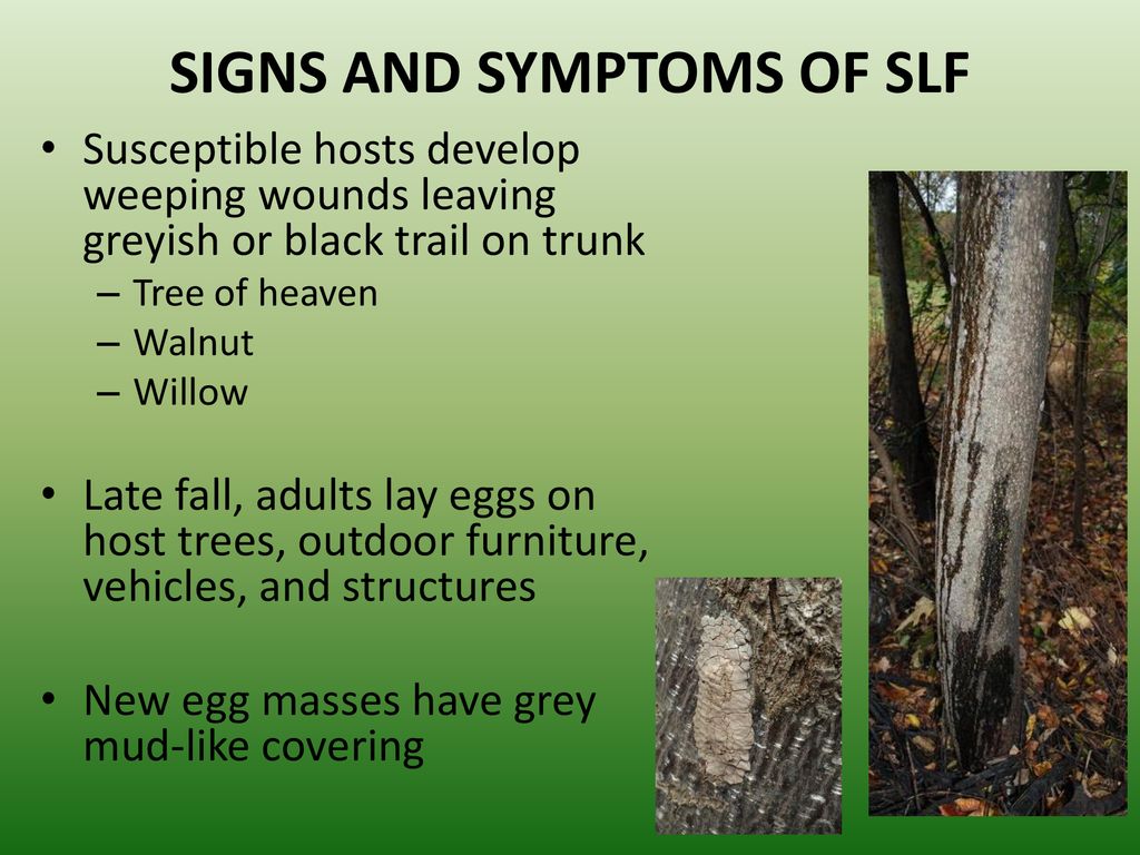 SIGNS AND SYMPTOMS OF SLF