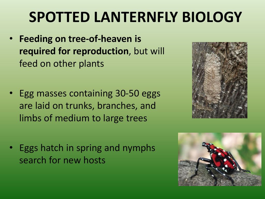 SPOTTED LANTERNFLY BIOLOGY