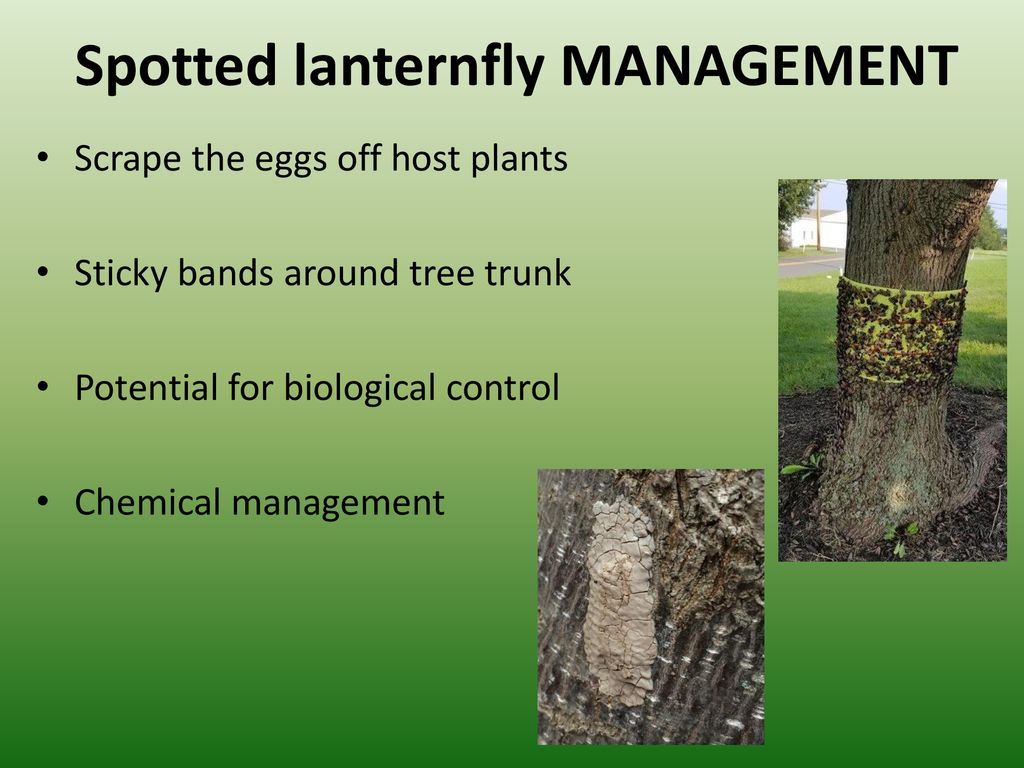 Spotted lanternfly MANAGEMENT