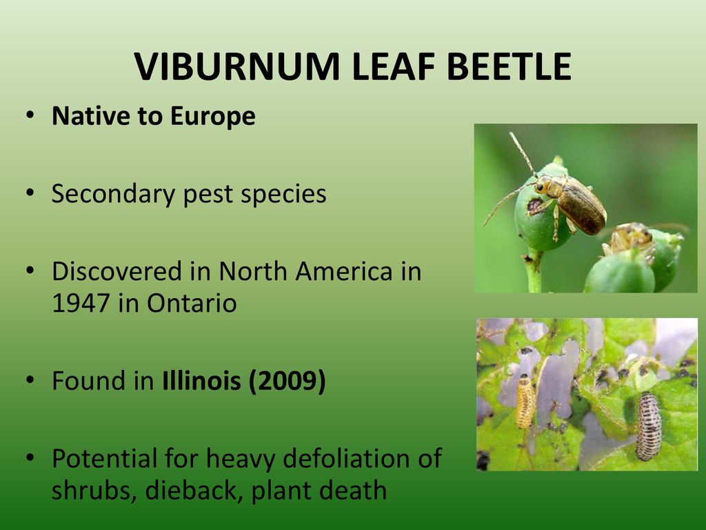 VIBURNUM LEAF BEETLE Native to Europe Secondary pest species