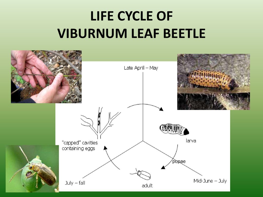 LIFE CYCLE OF VIBURNUM LEAF BEETLE