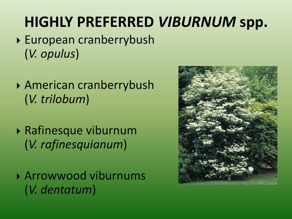 HIGHLY PREFERRED VIBURNUM spp.