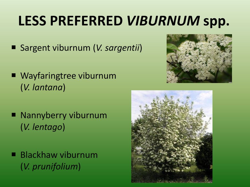 LESS PREFERRED VIBURNUM spp.