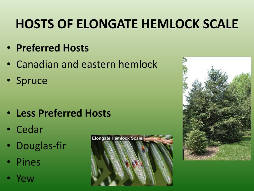 HOSTS OF ELONGATE HEMLOCK SCALE