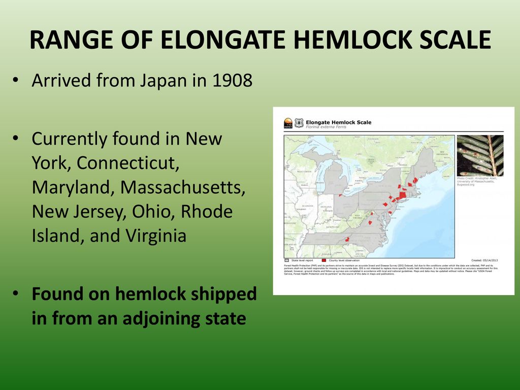 RANGE OF ELONGATE HEMLOCK SCALE