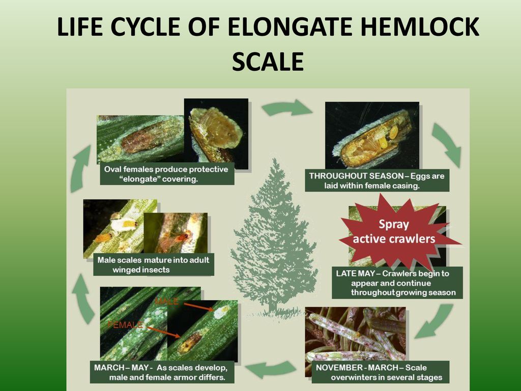 LIFE CYCLE OF ELONGATE HEMLOCK SCALE
